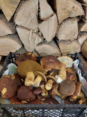 Attraktion Sandröhrlinge; Foto Oliver 28.10.25 Attraktion Sandröhrlinge; Foto Oliver 28.10.25