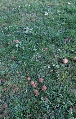 Schafchampignons (weiß) und Rotfußröhrlinge; Foto Martin 22.10.26