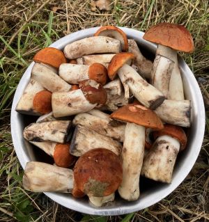 Schale voller Rotkappen; Foto Andreas 5.10.24 Schale voller Rotkappen; Foto Andreas 5.10.24