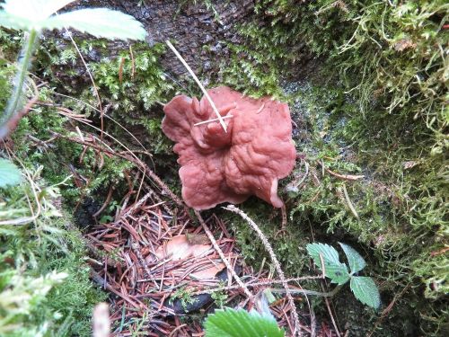 Scheibenlorchel; Foto Michael 20.3.26