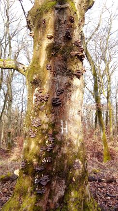 Die steinalte Schinderhannesbuche steht voller Austernpilze; Foto Oliver 12.2.26
