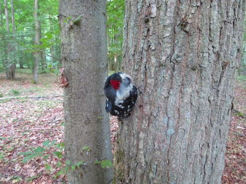 Schlafender junger Specht; Foto Michael 31.5.25