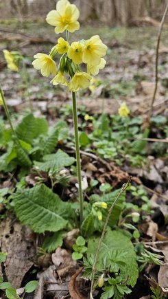 Schlüsselblume; Foto Birgit 11.3.24