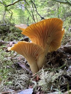 Große Pfifferlinge; Foto Heiko 6.8.26