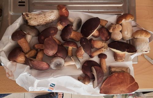 Fund mit Steinpilzen u. Rotkappen aus dem Kleinwald; (Foto © Martin/Münsterland) 8.10.25 Fund mit Steinpilzen u. Rotkappen aus dem Kleinwald; (Foto © Martin/Münsterland) 8.10.25