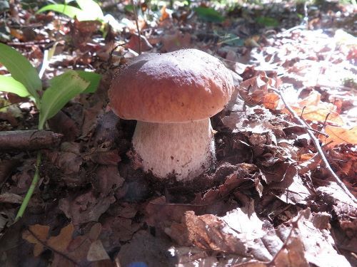Schöner Steinpilz 1; Foto Michael 20.9.25