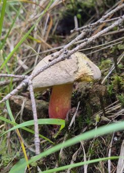 Schönfußröhrling, giftig; Foto Jörn 20.9.25 Schönfußröhrling, giftig; Foto Jörn 20.9.25