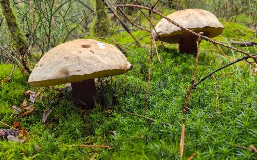 Schönfußröhrlinge; Foto Jörn 2.11.25