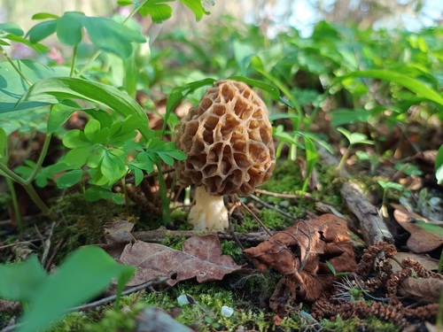 Schöne Speisemorchel im satten Frühlingsgrün; Foto Luca 26.3.24