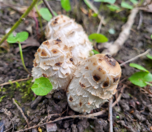 Erste Schopftintlinge 2026; Foto Arno 29.3.26