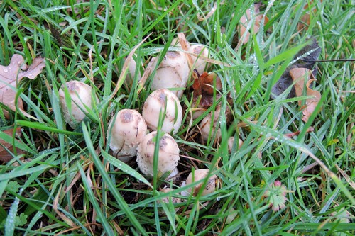 Schopftintlinge im Gras; Foto Gisela 9.10.23 Schopftintlinge im Gras; Foto Gisela 9.10.23