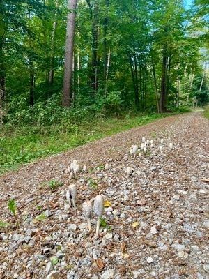Schopftintlinge auf Kiesweg; Foto Oliver 5.10.25