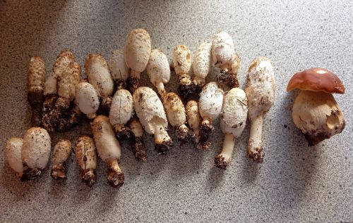 Schopftintlinge und Steinpilz; Foto Martina 3.10.25 Schopftintlinge und Steinpilz; Foto Martina 3.10.25