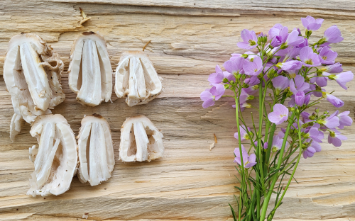 Pfannenfertige Schopftintlinge, Wiesenschaumkraut; Foto Arno 29.3.26