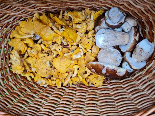 Schwammerlkorb mit Eierschwammerln und Steinpilzen; Foto Michael H. 4.10.23