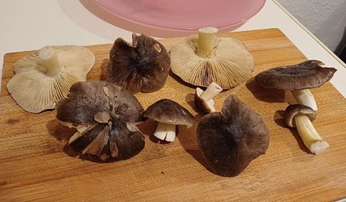 Schwarzfaserige Ritterlinge; Foto Heidrun 2.11.25