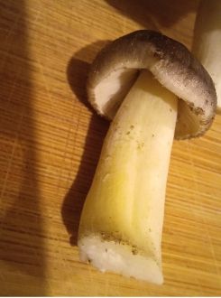 SChwarzfaseriger Ritterling; Foto Heidrun 2.11.25