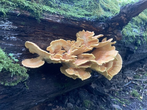 Schwefelporling Andreas 20.8.23 Schwefelporling Andreas 20.8.23