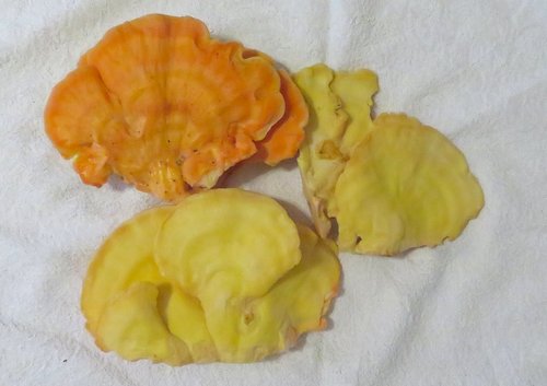 Schwefelporlinge; Foto Michael 15.4.24 Schwefelporlinge; Foto Michael 15.4.24