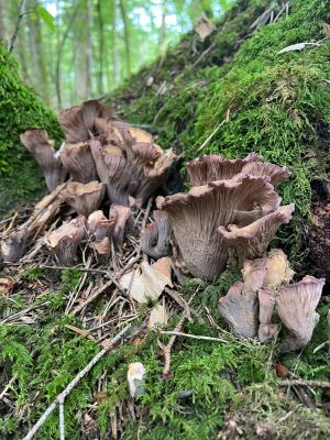 Schweinsohren; Foto Armin 2.7.24 Schweinsohren; Foto Armin 2.7.24