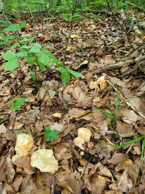 Semmelstoppelpilze; Foto Heike 25.7.24