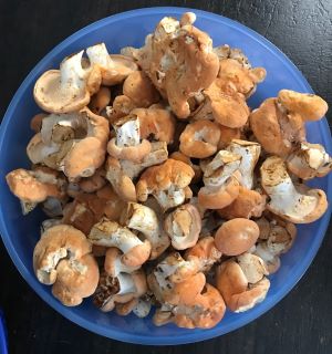 Semmelstoppelpilze für den Nachbarn; Foto Jürgen 19.7.24 Semmelstoppelpilze für den Nachbarn; Foto Jürgen 19.7.24