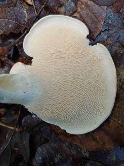 Semmelstoppelpilz von unten; Foto Heidrun 13.9.25