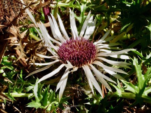 Silberdistel; Foto Baeri 28.9.25