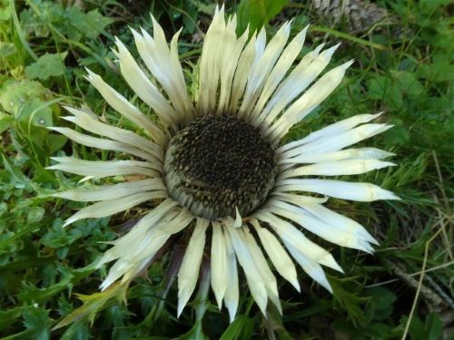 Seltene, streng geschützte Silberdistel; Foto Sepp 15.9.25