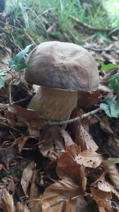 Noch ein Sommersteinpilz; Foto Martin 15.6.25