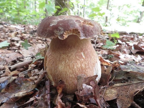 Kräftiger Sommersteinpilz Michael 8.8.23 Kräftiger Sommersteinpilz Michael 8.8.23