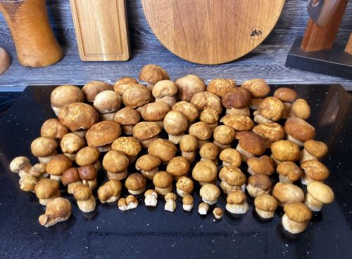 Imposanter Sommersteinpilzfund; Foto Stefan 7.8.25 Imposanter Sommersteinpilzfund; Foto Stefan 7.8.25