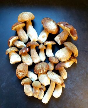 Herrliche madenfreie Sommersteinpilze; Foto Martin 4.8.25