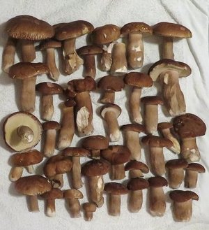 Sommersteinpilze; Foto Michael 27.8.23 Sommersteinpilze; Foto Michael 27.8.23