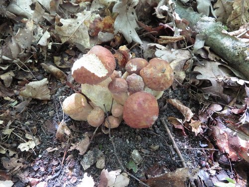 Eine Sommersteinpilzfamilie mit 10 Zugehöirgen; Foto Michael 9.8.23 Eine Sommersteinpilzfamilie mit 10 Zugehöirgen; Foto Michael 9.8.23