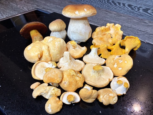 Stefan Fund vom Sonntag; Foto Stefan 11.10.23 Stefan Fund vom Sonntag; Foto Stefan 11.10.23