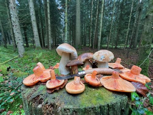 Später Steinpilzfund; Foto Heiko 8.11.24 Später Steinpilzfund; Foto Heiko 8.11.24