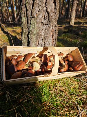 Spankorb mit Maronen im warmen Licht; Foto Frank 26.10.25