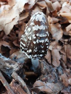 Später Spechttintling; Foto Michael 26.12.25