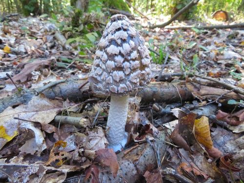 Spechttintling; Foto Michael 3.10.25 Spechttintling; Foto Michael 3.10.25