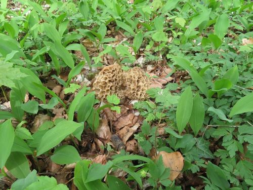 Speisemorcheln bei Maiglöckchen; Foto Michael 17.4.26