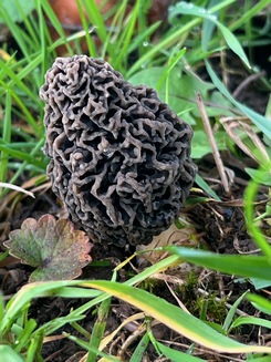 Speisemorchel 1; Foto Oliver 13.3.24 Speisemorchel 1; Foto Oliver 13.3.24
