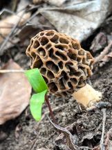 Speisemorchel 1; Foto Rolf 21.3.26