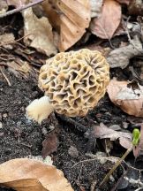 Speisemorchel 2; Foto Rolf 21.3.26