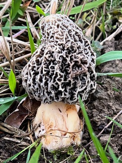 Speisemorchel 4; Foto Oliver 13.3.24 Speisemorchel 4; Foto Oliver 13.3.24
