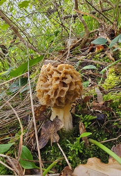 Speisemorchel im Frühlingsgebüsch; Foto Birgit 8.4.24