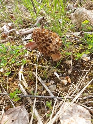 Speisemorchel auf Brachfläche; Foto Agnes 17.4.26