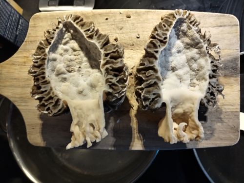 Speisemorchel im Längsschnitt; Foto Simon 26.3.26