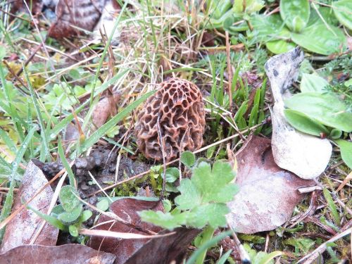 Gelbe Speisemorchel; Foto Michael 26.3.26