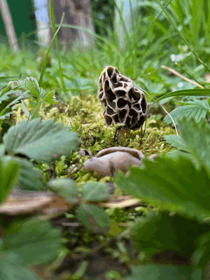 Speisemorchel und Morchelbecherling (vorn); Foto Stefan 6.4.26